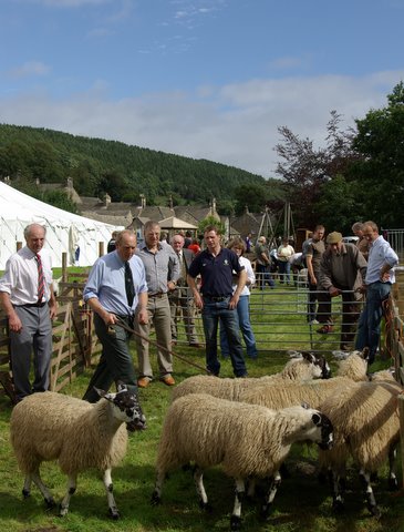 Sheep judging at Blanchland Show